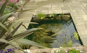 Restoring Water Clarity and Balance